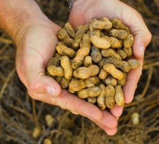 HVP Groundnut Manufacturers in India, HVP Groundnut Manufacturers